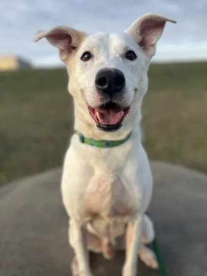 A senior large-sized male White / Cream Mixed Breed dog named Beluga for adoption in Kansas City, MO