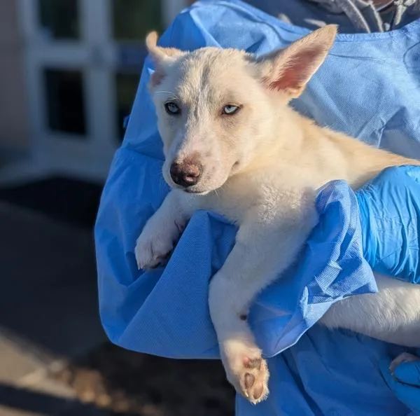 Miss Piggy thumbnail 2