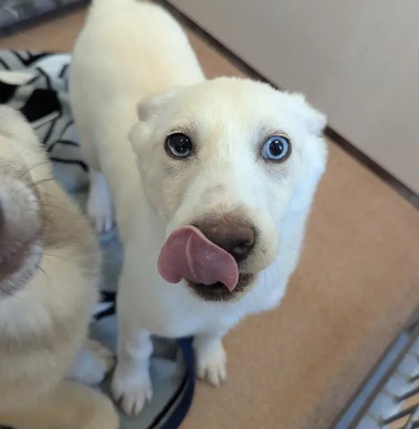 Miss Piggy thumbnail 3