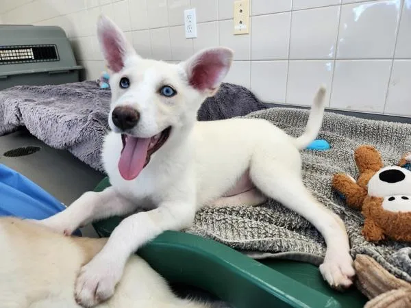 Miss Piggy thumbnail 4