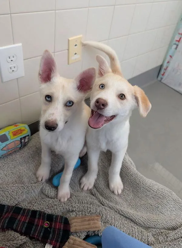 Miss Piggy thumbnail 6