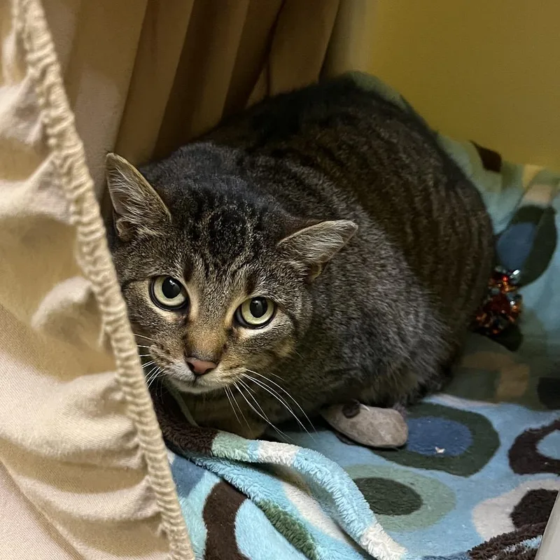 An adult large-sized female Gray / Blue / Silver Domestic Short Hair cat named Jane for adoption in Bedford, NH