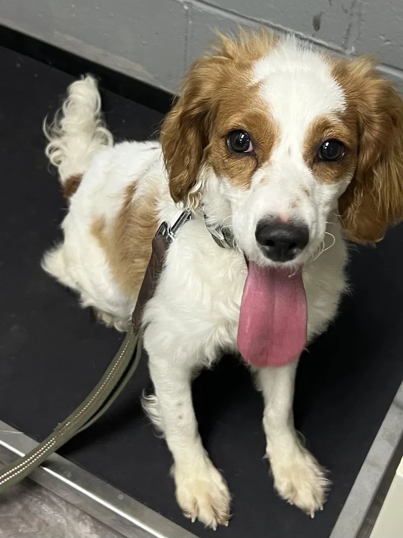 An adult small-sized female White / Cream Spaniel dog named Maddison for adoption in Trenton, NJ