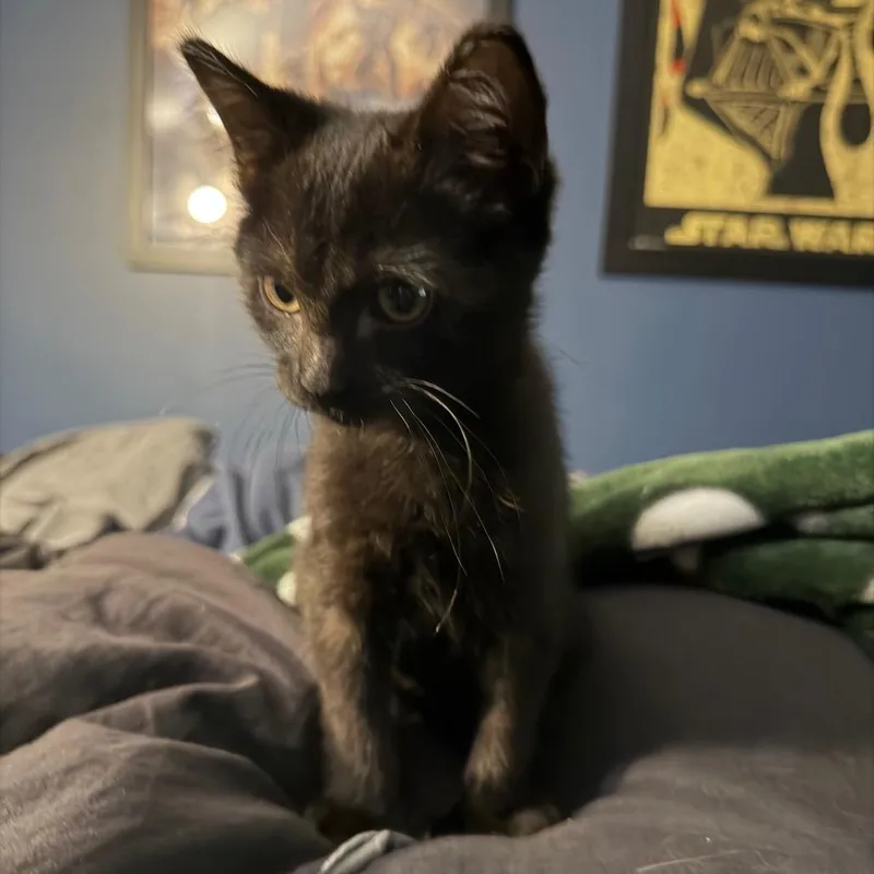 A baby small-sized female Black Domestic Short Hair cat named Zoe for adoption in Brighton, MO