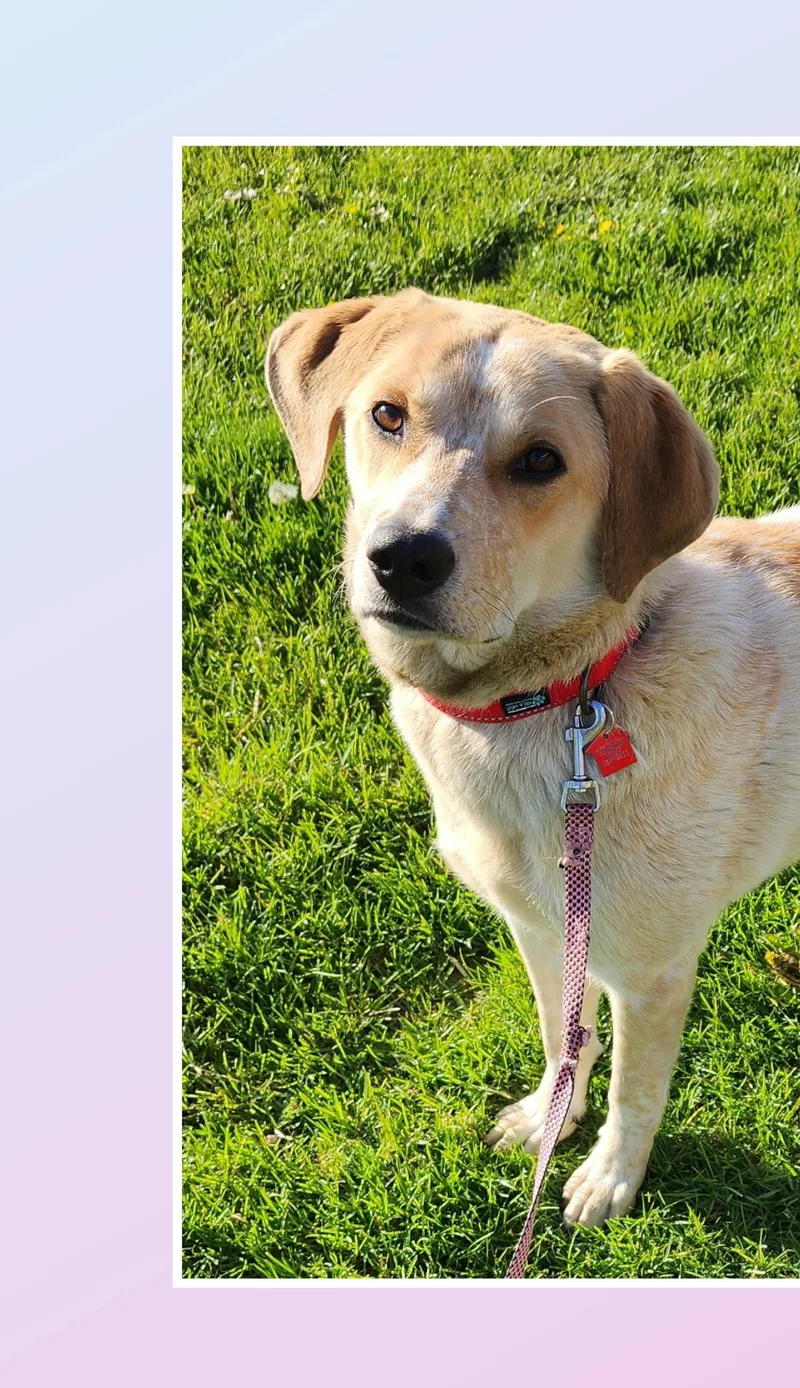 A young medium-sized female Apricot / Beige Yellow Labrador Retriever dog named Chloe for adoption in Lake Geneva, WI