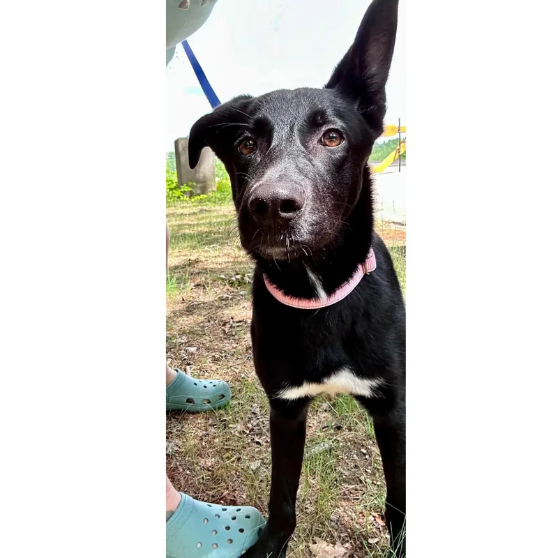A baby medium-sized female Black Labrador Retriever dog named Meadow for adoption in Kennebunk , ME