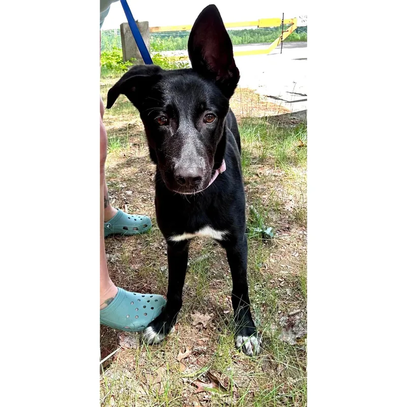 Meadow thumbnail 2