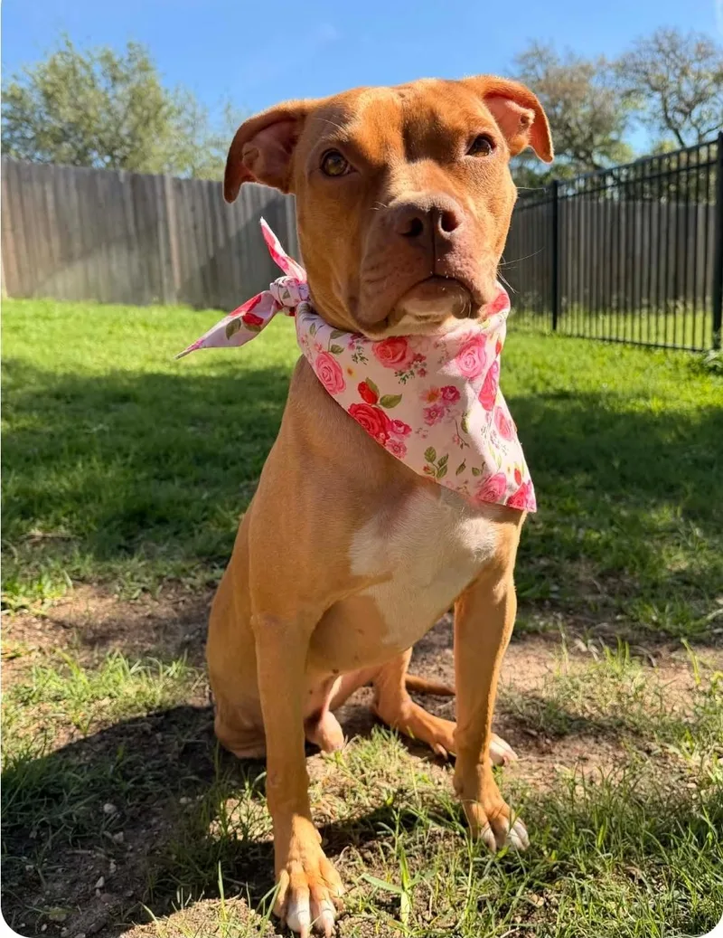 A young medium-sized male American Staffordshire Terrier dog named Buddy for adoption in Garden Valley, ID