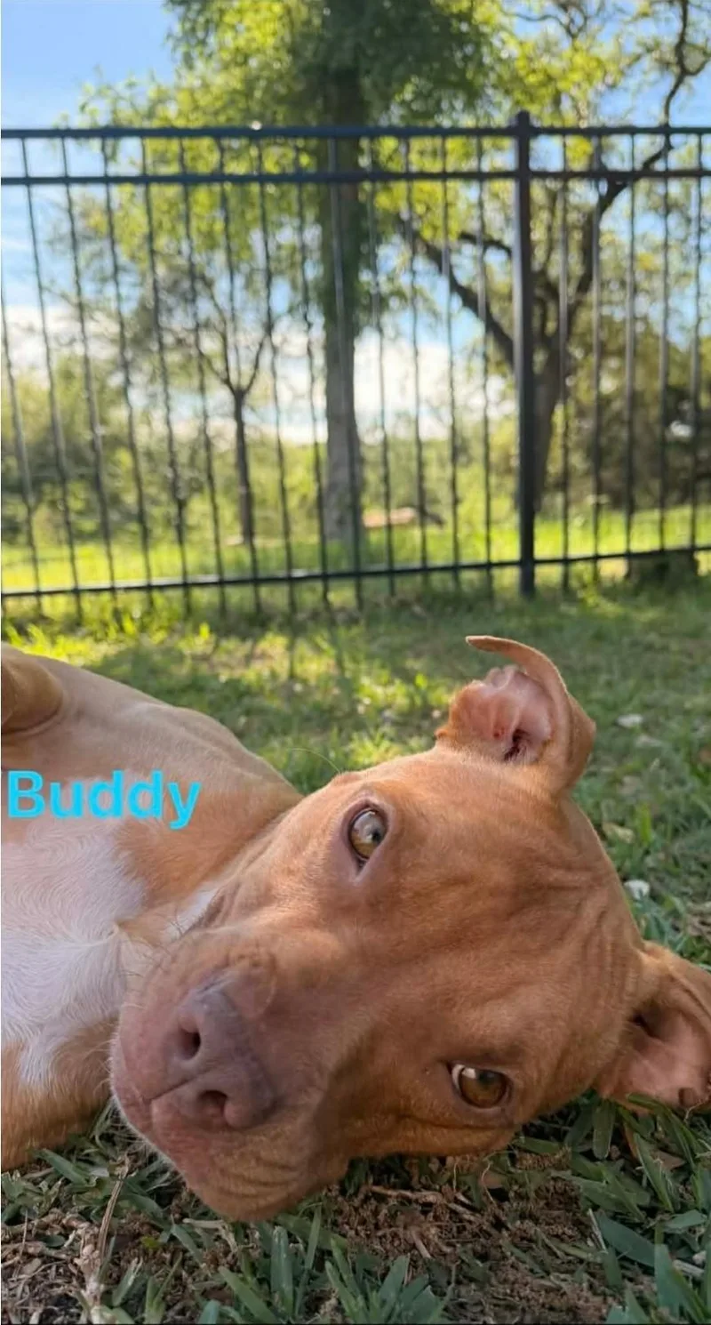 Buddy thumbnail 5