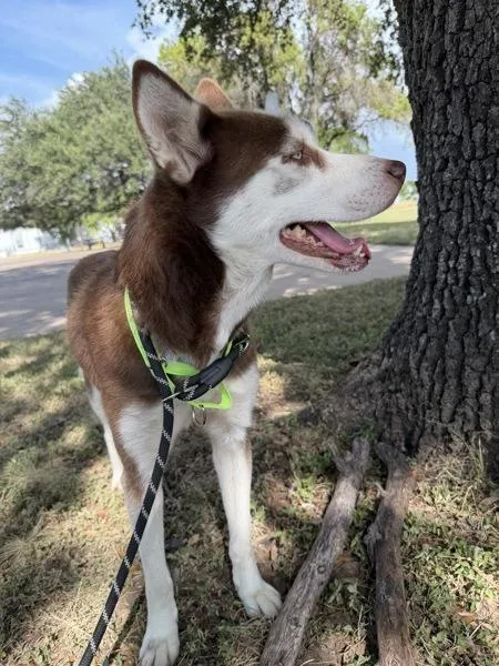 An adult large-sized female Siberian Husky dog named Malina for adoption in Austin, TX