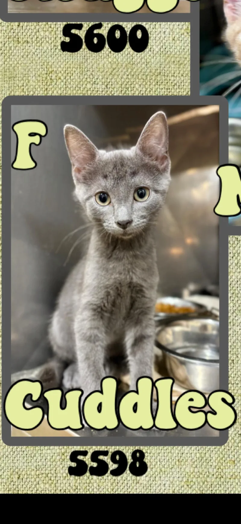 A young medium-sized female Gray / Blue / Silver American Shorthair cat named Cuddles for adoption in Marvin, NC