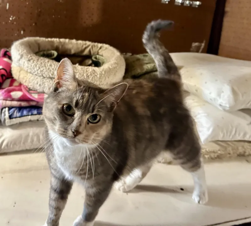 An adult medium-sized female Domestic Short Hair cat named Stella for adoption in Clifton, NJ