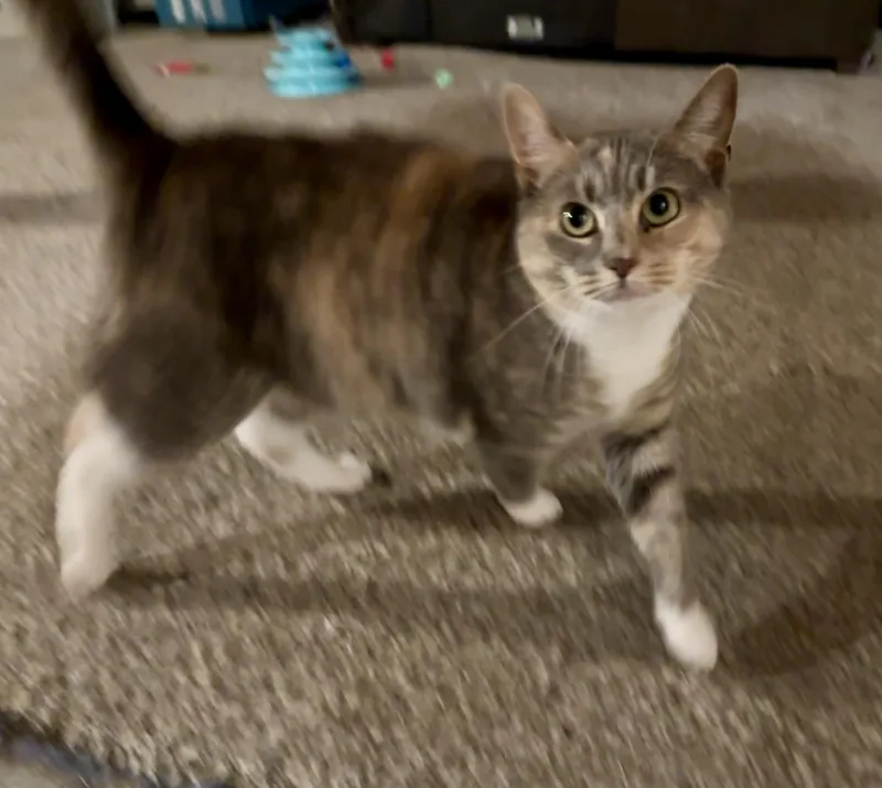 Stella thumbnail 2