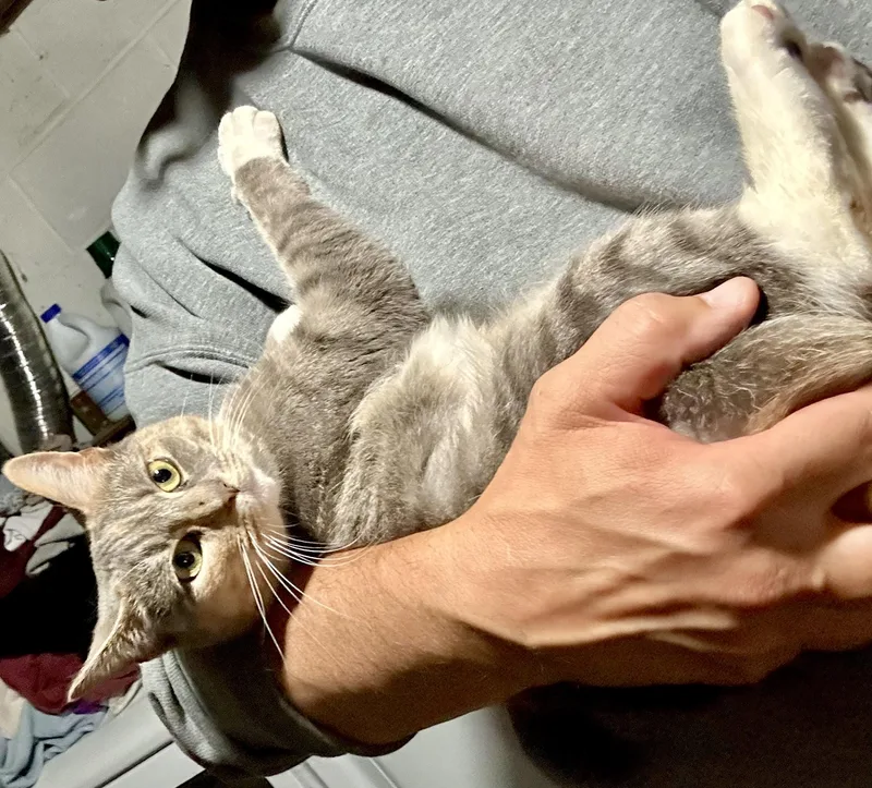 Stella thumbnail 4
