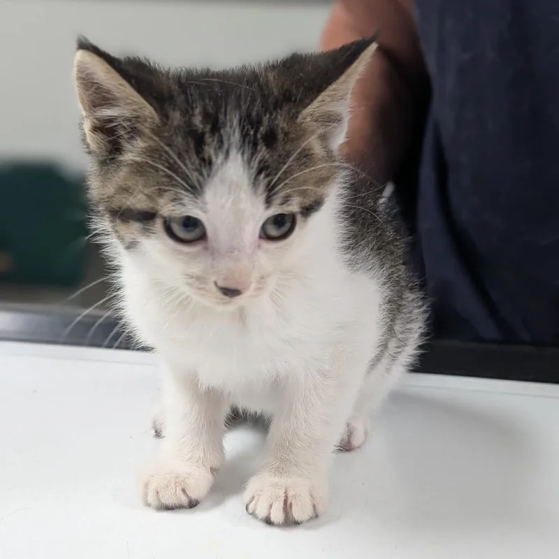 A baby small-sized male Brown / Chocolate Domestic Short Hair cat named Cooper for adoption in Canton, IL