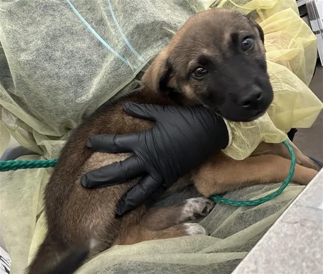 A baby medium-sized male Mixed Breed dog named Bentley for adoption in Dallas, TX