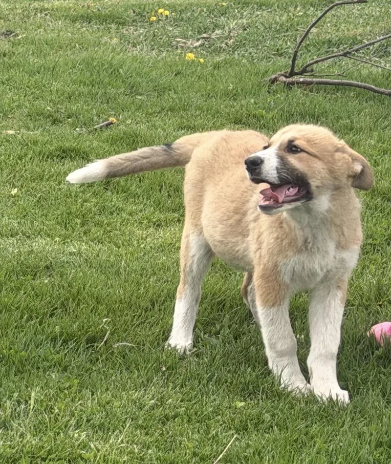 A baby large-sized female Tricolor (Brown, Black, & White) Saint Bernard dog named Siesta for adoption in Hindsboro, IL