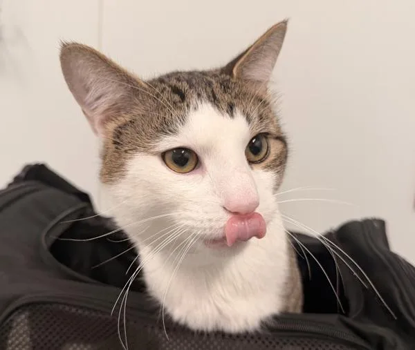 A young medium-sized male Domestic Short Hair cat named Minori for adoption in Ridgewood, NY