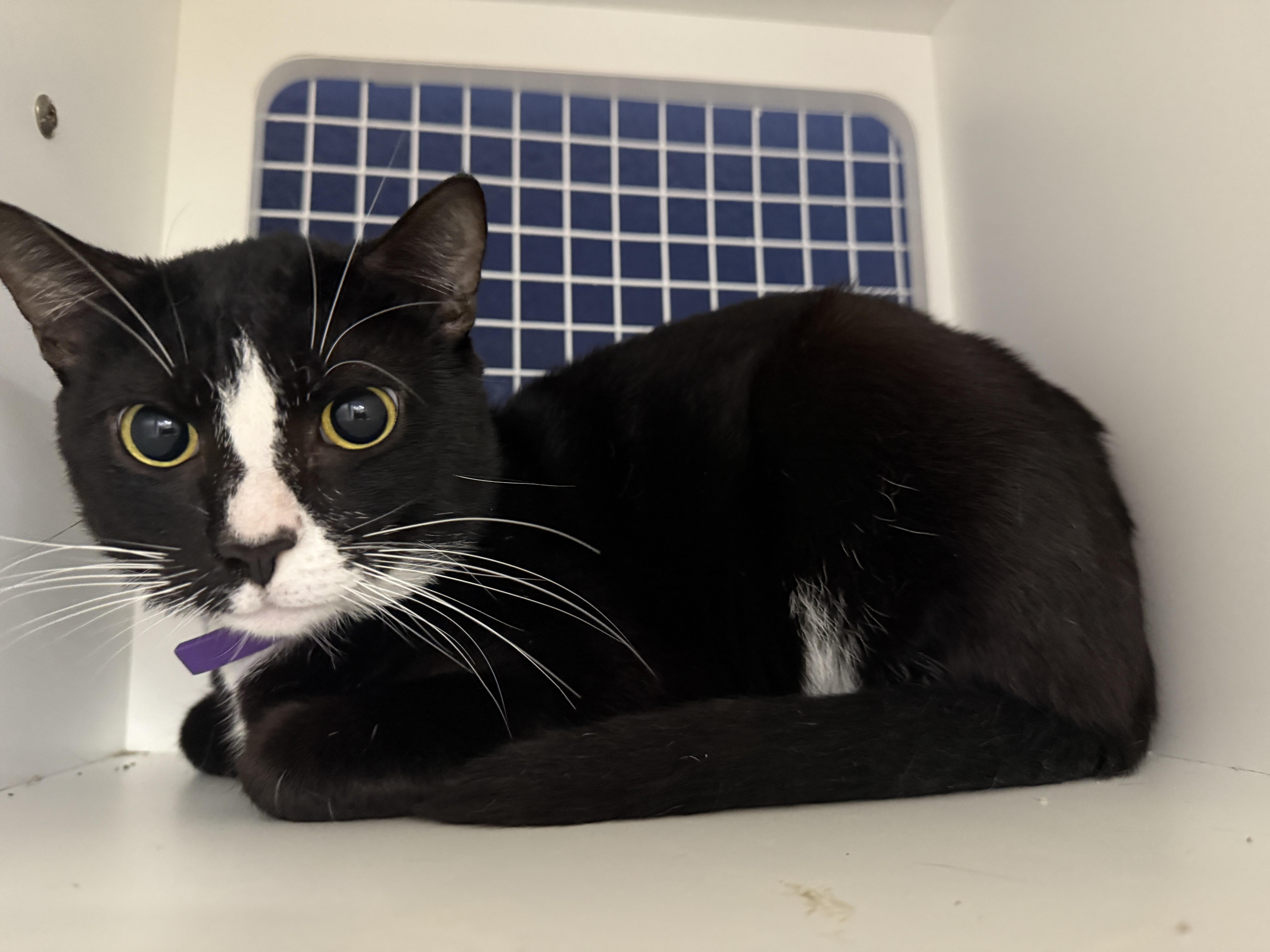 An adult medium-sized male Black & White / Tuxedo Domestic Short Hair cat named Juan for adoption in Oceanside, CA