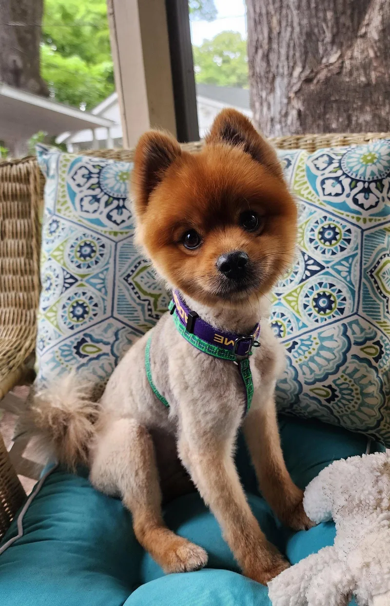 A young small-sized male Pomeranian dog named Oso for adoption in Southaven, MS