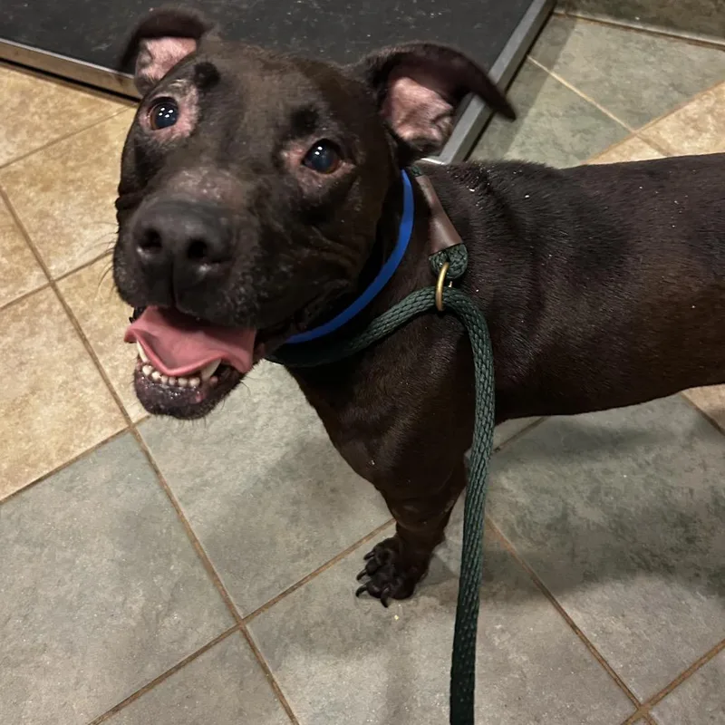 An adult medium-sized male Black Mixed Breed dog named Aerosmith for adoption in Chattanooga, TN