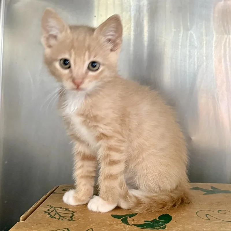 A baby small-sized male Buff / Tan / Fawn Domestic Short Hair cat named Pedro for adoption in Palm Springs, CA