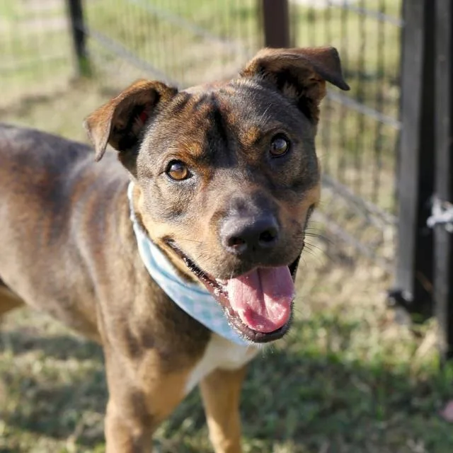 A young medium-sized male Shepherd dog named Bb for adoption in San Antonio, TX