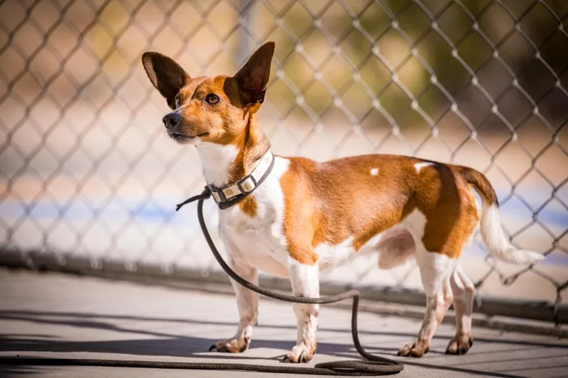 An adult small-sized male Jack Russell Terrier dog named Mick for adoption in Twentynine Palms, CA