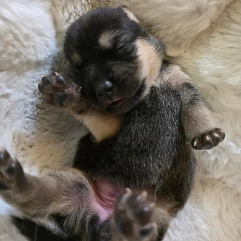 A baby small-sized female Black Shepherd dog named Dulce for adoption in Chandler, AZ