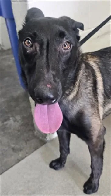 A young large-sized male Belgian Shepherd / Malinois dog named Maligator for adoption in San Bernardino, CA