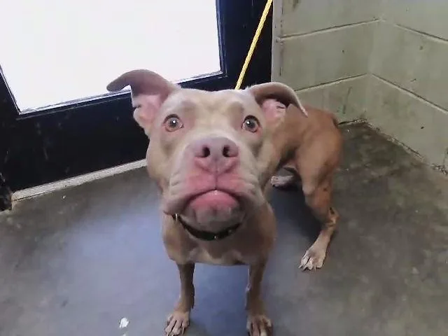 A young medium-sized female Pit Bull Terrier dog named Lucy for adoption in Tulsa, OK