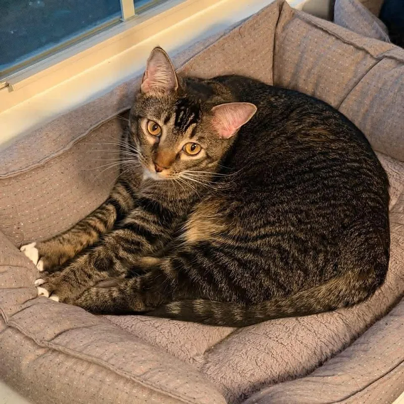 Sullivan thumbnail 2