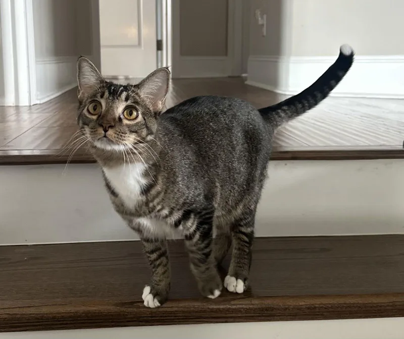 Sullivan thumbnail 3