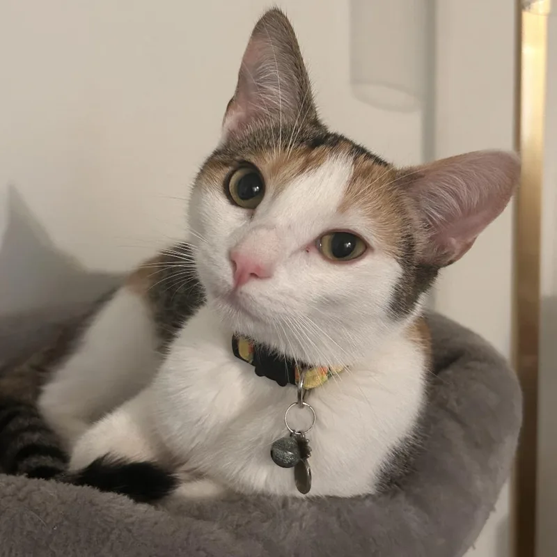 A young small-sized female Calico Domestic Short Hair cat named Michelin for adoption in Los Angeles, CA