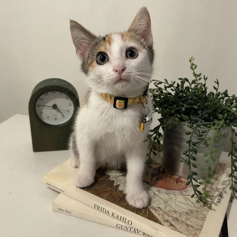 Michelin thumbnail 2