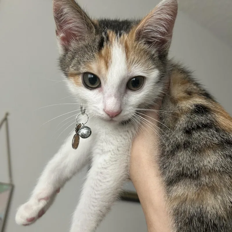 Michelin thumbnail 3