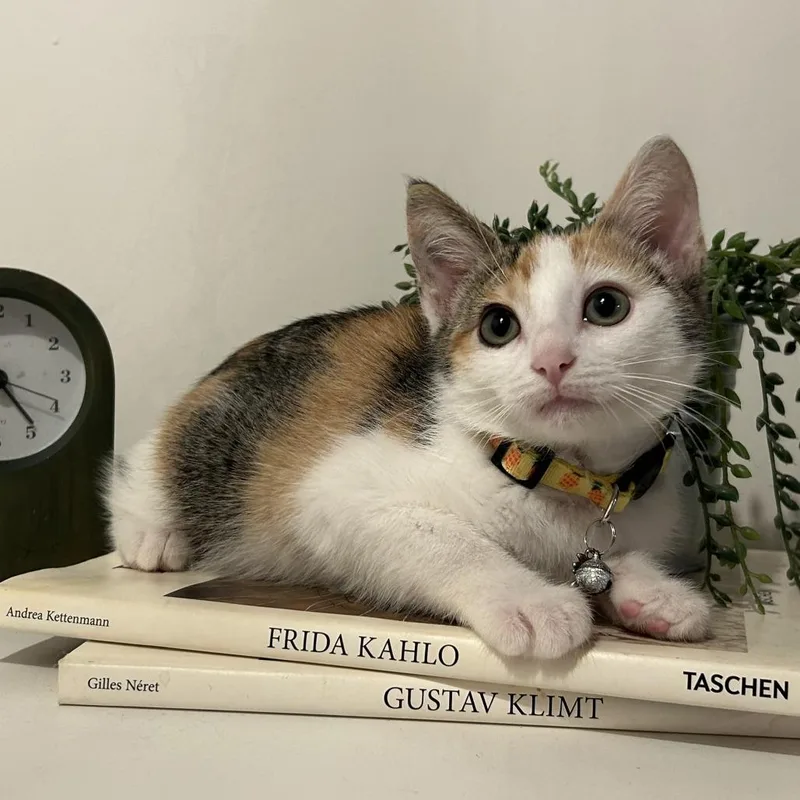 Michelin thumbnail 4