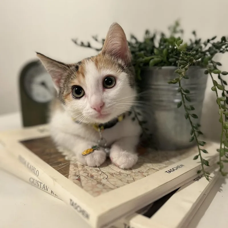 Michelin thumbnail 5