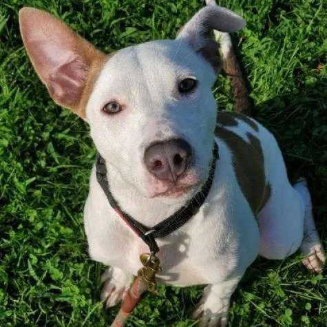 An adult large-sized male White / Cream Mixed Breed dog named Andy for adoption in Hampton Bays, NY