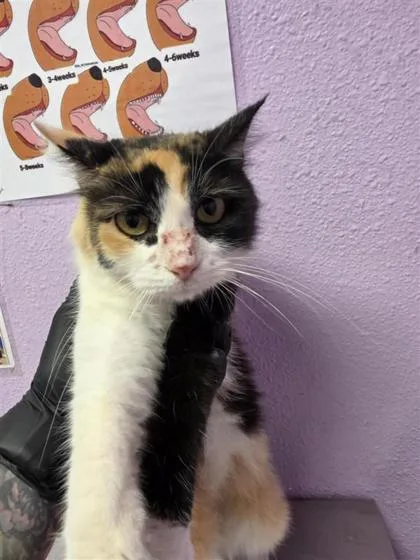 An adult large-sized female Orange / Red Domestic Long Hair cat named 61646905 for adoption in El Paso, TX