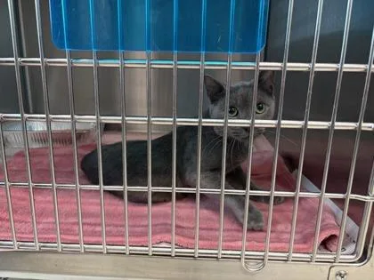 An adult medium-sized male Domestic Short Hair cat named Bush for adoption in Atlanta, GA
