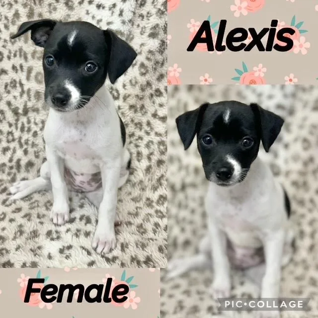 A baby medium-sized female Chiweenie dog named Alexis for adoption in Manchester, CT