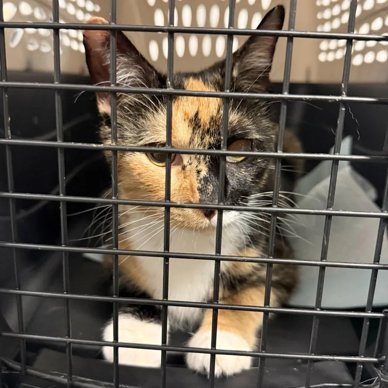 An adult large-sized female Domestic Short Hair cat named Pomma for adoption in Ewing, NJ