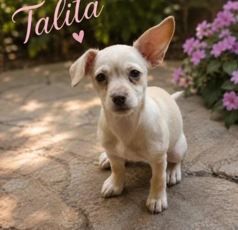 Talita