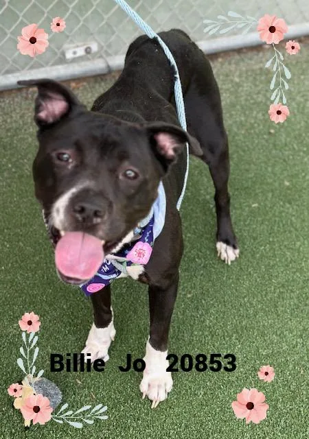 An adult medium-sized female Black Pit Bull Terrier dog named Billie Jo for adoption in Marietta, GA