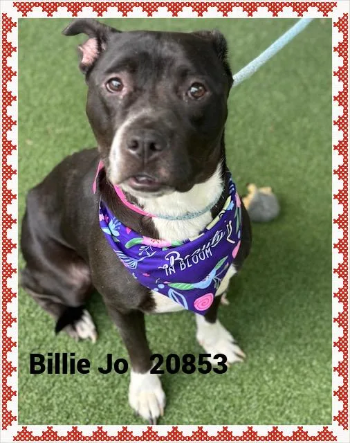 Billie Jo thumbnail 3