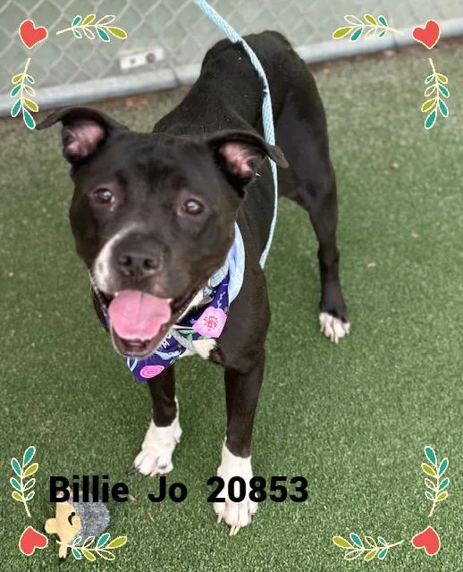 Billie Jo thumbnail 5