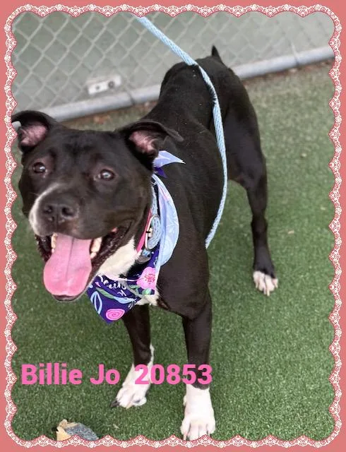 Billie Jo thumbnail 6