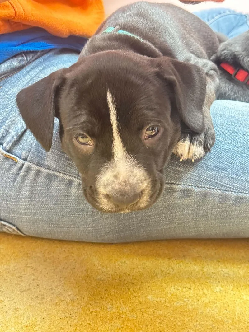 A young medium-sized female Pit Bull Terrier dog named Rose for adoption in Shillington, PA