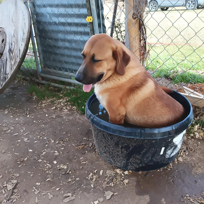 A young medium-sized male Red / Chestnut / Orange Mixed Breed dog named Riley for adoption in Mexia, TX